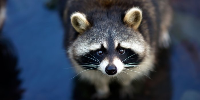 6000x4000 Close-up of a Raccoons Face 5k Retina Ultra HD Wallpaper