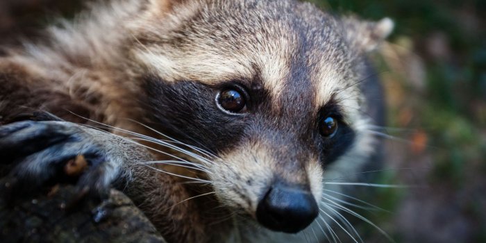 1920x1200 Raccoon Hd Background