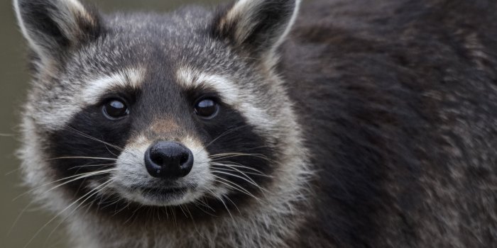 2560x1600 11 Excellent HD Raccoon Wallpapers