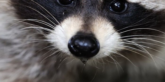 1080x2160 Download 1080x2160 Raccoon, Cute, Top View Wallpapers for Huawei