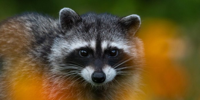 1332x850 Wallpaper look, background, raccoon, face images for desktop