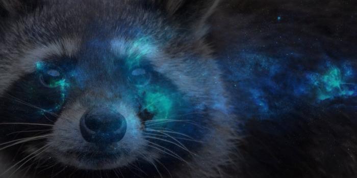 1920x1080 1080p Raccoon Wallpaper : r/Raccoons