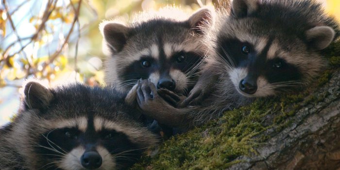 2560x1600 Baby Raccoons Wallpaper | Pet raccoon, Cute raccoon, Baby raccoon