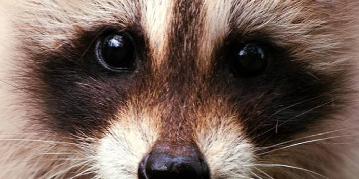 726x1280 Raccoon Face wallpaper by Ertangkyldrm - 08 - Free on ZEDGE™