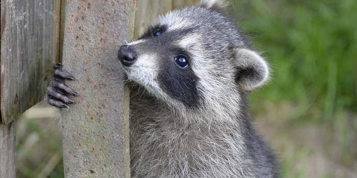 910x1374 HD wallpaper: Raccoon, Face, Sweet, Furry, Eyes, tank buster