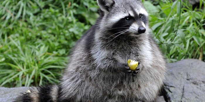 2835x1890 Raccoon Wallpaper ·① WallpaperTag