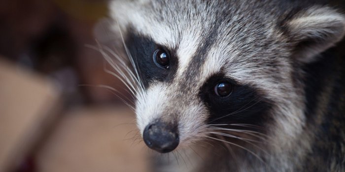 1920x1200 Raccoon Wallpaper ·① WallpaperTag