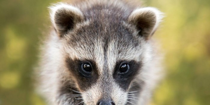 1332x850 Wallpaper face, background, raccoon, log, cub images for desktop