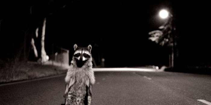1280x720 48+] Raccoon Screensavers and Wallpaper on WallpaperSafari