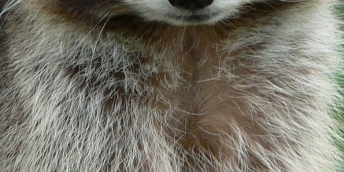 1080x1920 1080x1920 Wallpaper grass, muzzle, wool, snag, raccoon | Cute