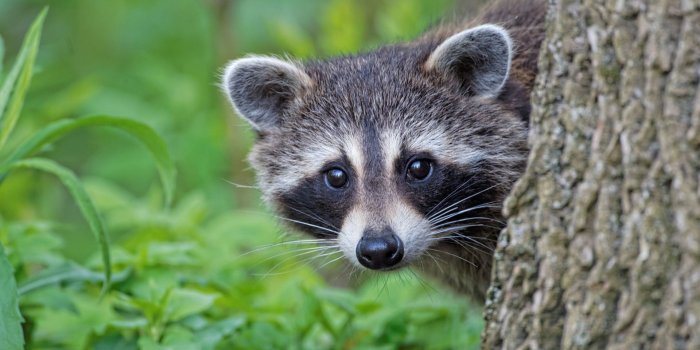 1920x1280 Raccoon HD Wallpaper | Background Image | 1920x1280 | ID:772243