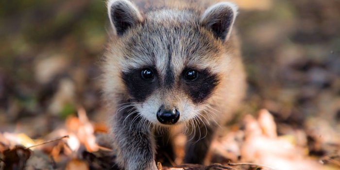 1332x850 Wallpaper baby, walk, raccoon, bokeh, foliage, face, autumn images