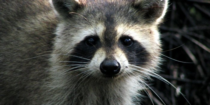 2048x1536 Raccoon wallpaper | 2048x1536 | #74995