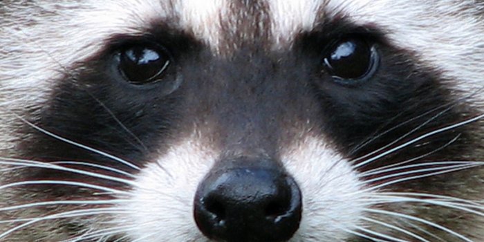 1920x1080 Texas girl wakes up to find 'gentle, gigantic' raccoon in bed with