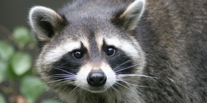 2508x1672 Raccoon Wallpapers Images Photos Pictures Backgrounds