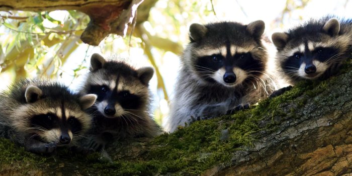 2560x1600 Raccoon Wallpaper ·① WallpaperTag