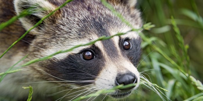 4809x3201 Brown and beige fox, grass, eyes, look, face, raccoon, ©Tambako