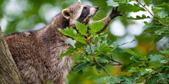 1920x1200 animals, Raccoon, Mask, Fur, Whiskers, Trees, Leaves, Paw, Branch