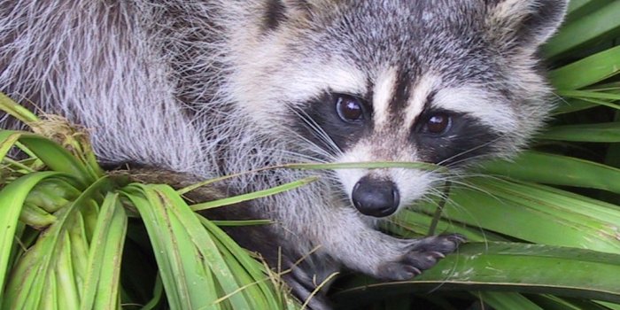 1024x768 Raccoon - Scipy Misc Face, Hd Wallpapers & backgrounds Download