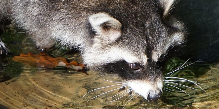 910x1369 HD wallpaper: raccoon, marten, water, drinking, animal, close, fur