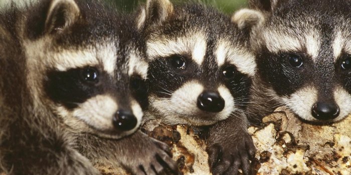 1920x1080 Download Wallpaper 1920x1080 raccoon, baby, three, hide, face Full