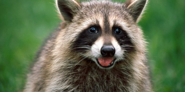 1600x1200 Free download Download Raccoons wallpaper Raccoon 1 [1600x1200