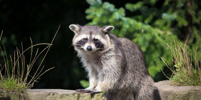 2048x1365 Raccoon HD Wallpaper | Background Image | 2048x1365 | ID:935269