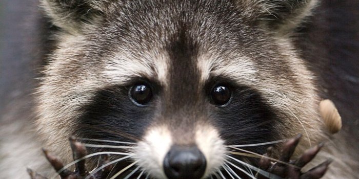 1188x990 Raccoon wallpapers, Animal, HQ Raccoon pictures | 4K Wallpapers 2019