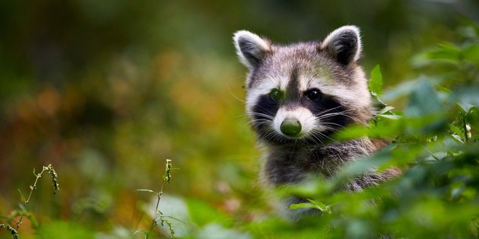 1332x850 Wallpaper greens, look, raccoon, face, bokeh images for desktop