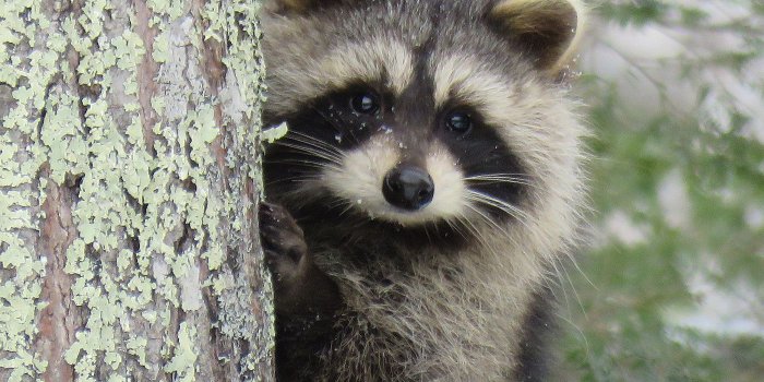 1400x1050 Creature Feature: Raccoon | Natural Resources Council of Maine