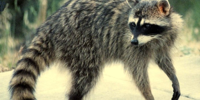 3313x2527 Interesting & Amazing Information On Raccoons (With images) | Pet
