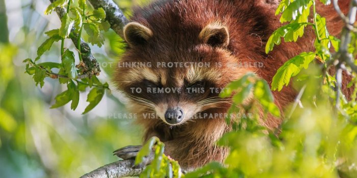 1920x1200 little raccoon bandit face spring dangerous