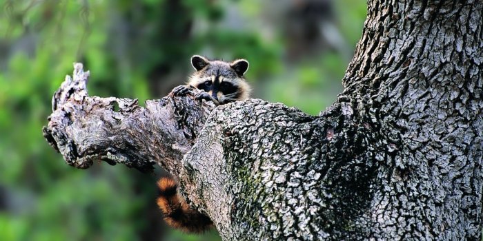 1920x1080 Download Wallpaper 1920x1080 raccoon, face, tree climbing Full HD