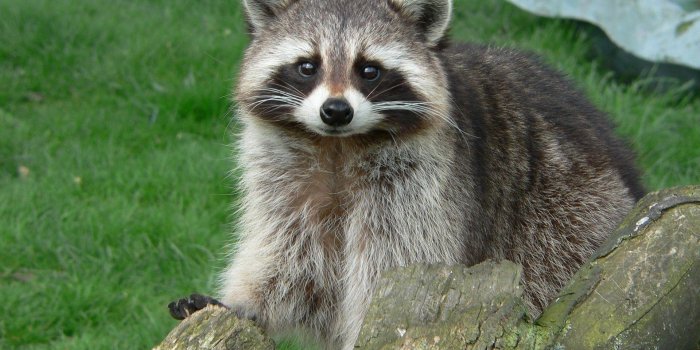 1920x1080 Raccoon Wallpaper - HD Wallpapers