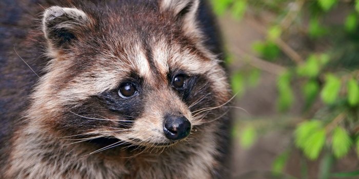 1920x1200 Raccoon wallpaper | 1920x1200 | #58940