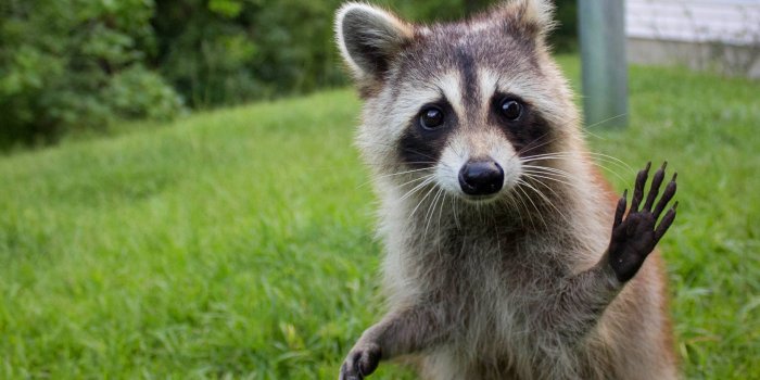 2560x1600 Raccoon Wallpaper ·① WallpaperTag