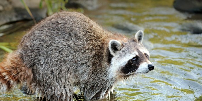 1920x1080 Raccoon | San Diego Zoo Animals & Plants