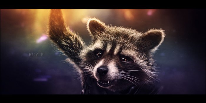 1920x1080 Raccoon | 108 Wallpapers