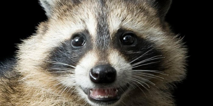 1900x1900 Most viewed Raccoon wallpapers | 4K Wallpapers