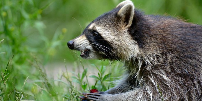 1332x850 Wallpaper greens, face, nature, pose, background, legs, raccoon