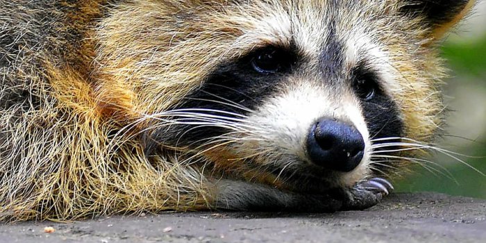 910x910 Raccoon eyes 1080P, 2K, 4K, 5K HD wallpapers free download