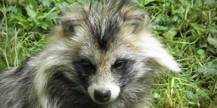1920x1080 Never heard of the Minnesota raccoon dog, either? We are lucky