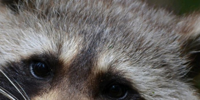 1440x2560 Raccoon Wallpaper HD for Android - APK Download