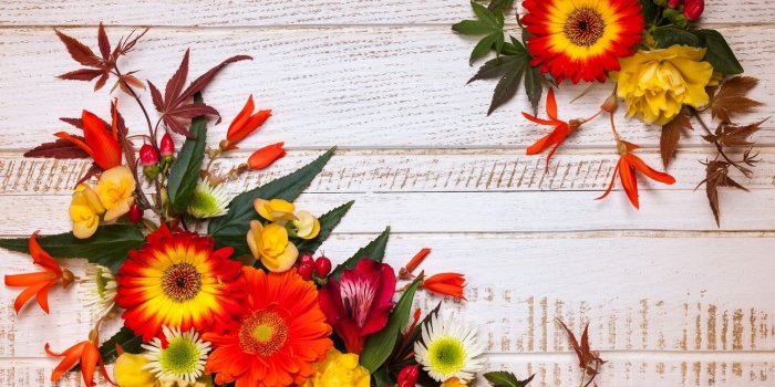 1332x850 Wallpaper autumn, leaves, flowers, wood, flowers, autumn, leaves