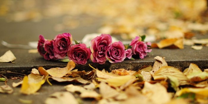 2048x1360 Fall Floral Wallpapers - Top Free Fall Floral Backgrounds