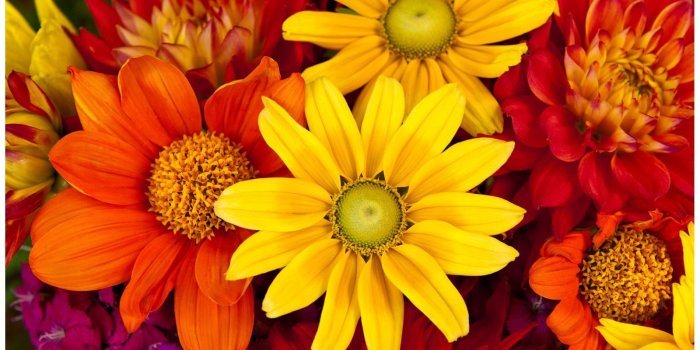 1600x1050 Autumn Flowers Wall Mural Wall Art Wall Decor - Autumn Flower