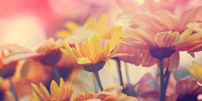 1130x753 Autumn flowers in my garden - HD wallpaper