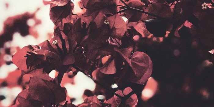 736x1308 iphone x wallpaper autumn | Floral wallpaper iphone, Fall