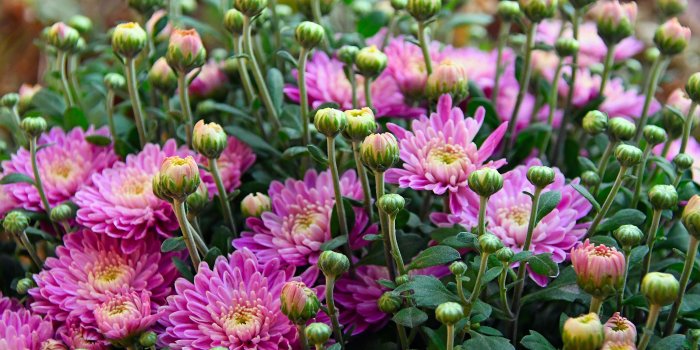 5330x3331 Garden Flower Purple Chrysanthemum Autumn Bouquet Fresh Plant