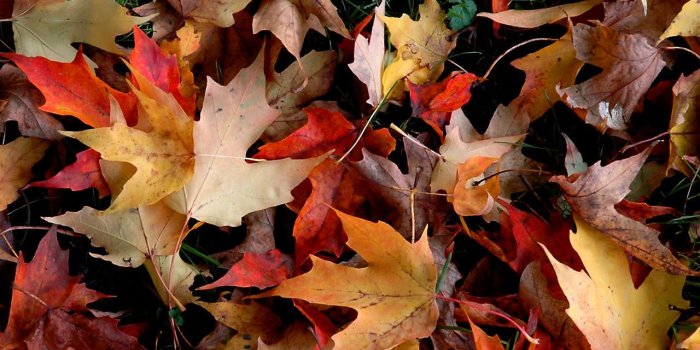 1280x1024 Bright floral wallpaper with cute birds and autumn flowers Stock